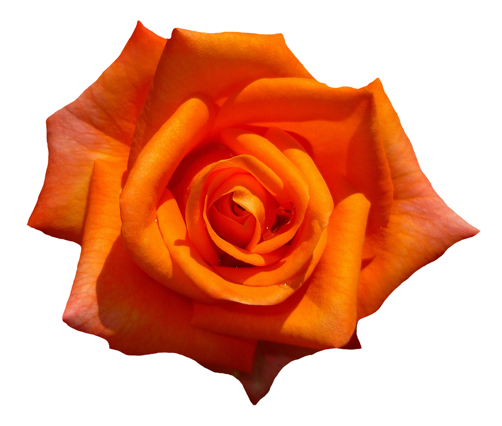 Vibrant Orange Rose