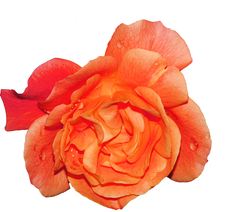 Vibrant Orange Rose Water Droplets.png