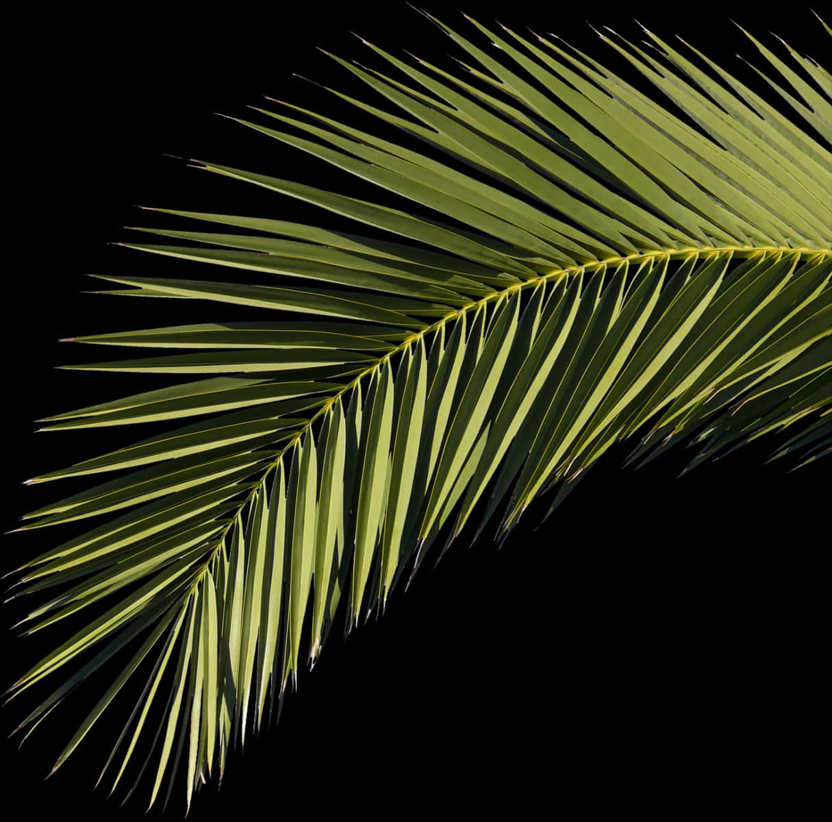 Vibrant Palm Frond Against Black Background