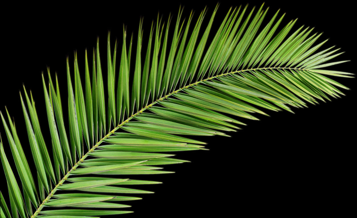 Vibrant Palm Frond Black Background