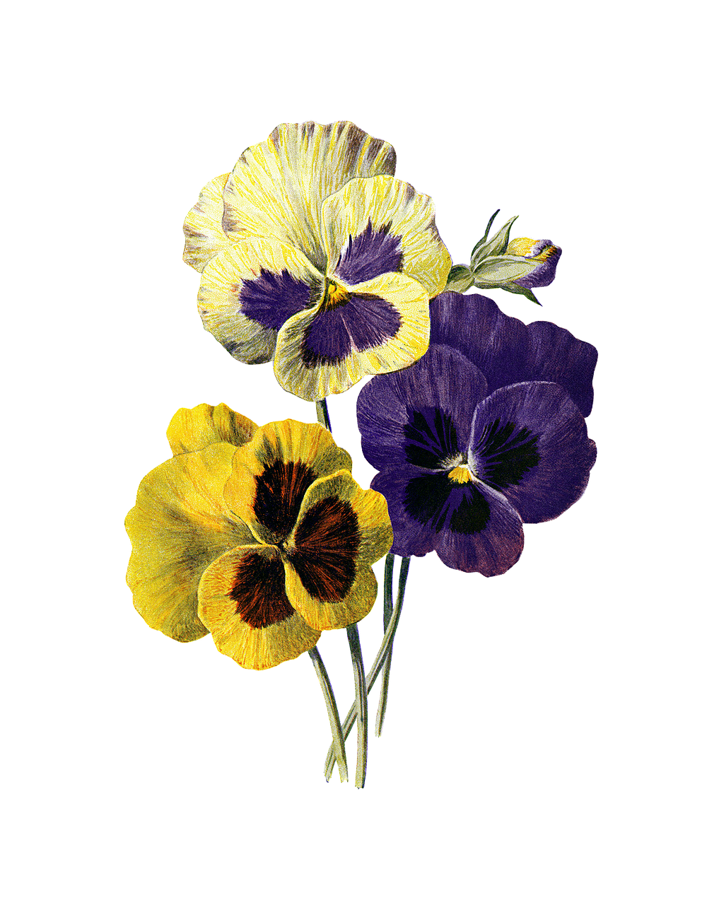 Vibrant_ Pansies_ Against_ Black_ Background