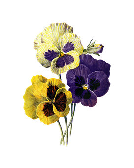 Vibrant Pansies Black Background