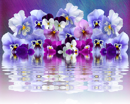 Vibrant Pansies Reflection