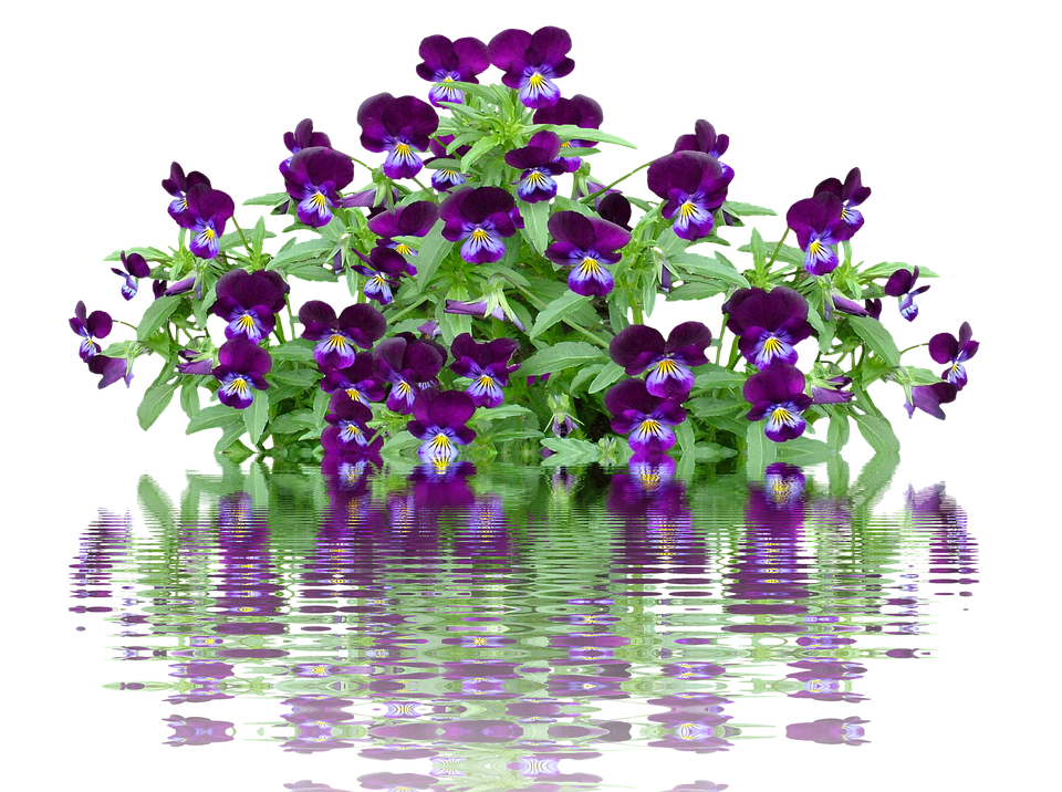 Vibrant Pansies With Water Reflection