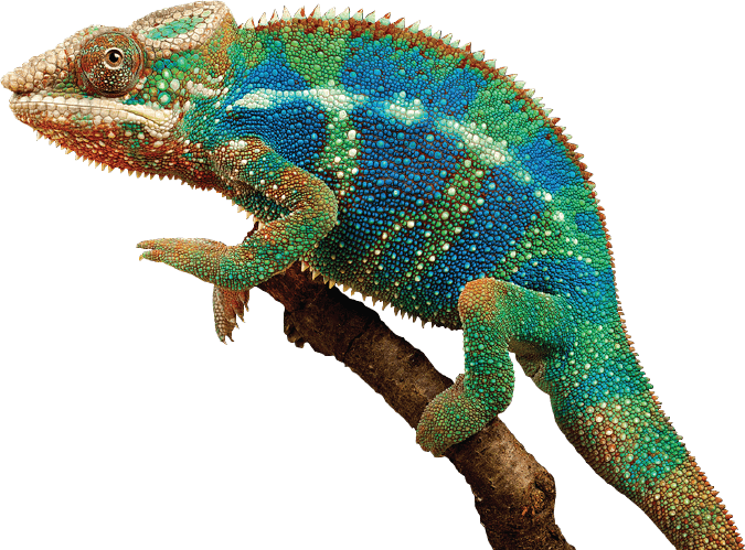 Vibrant Panther Chameleonon Branch