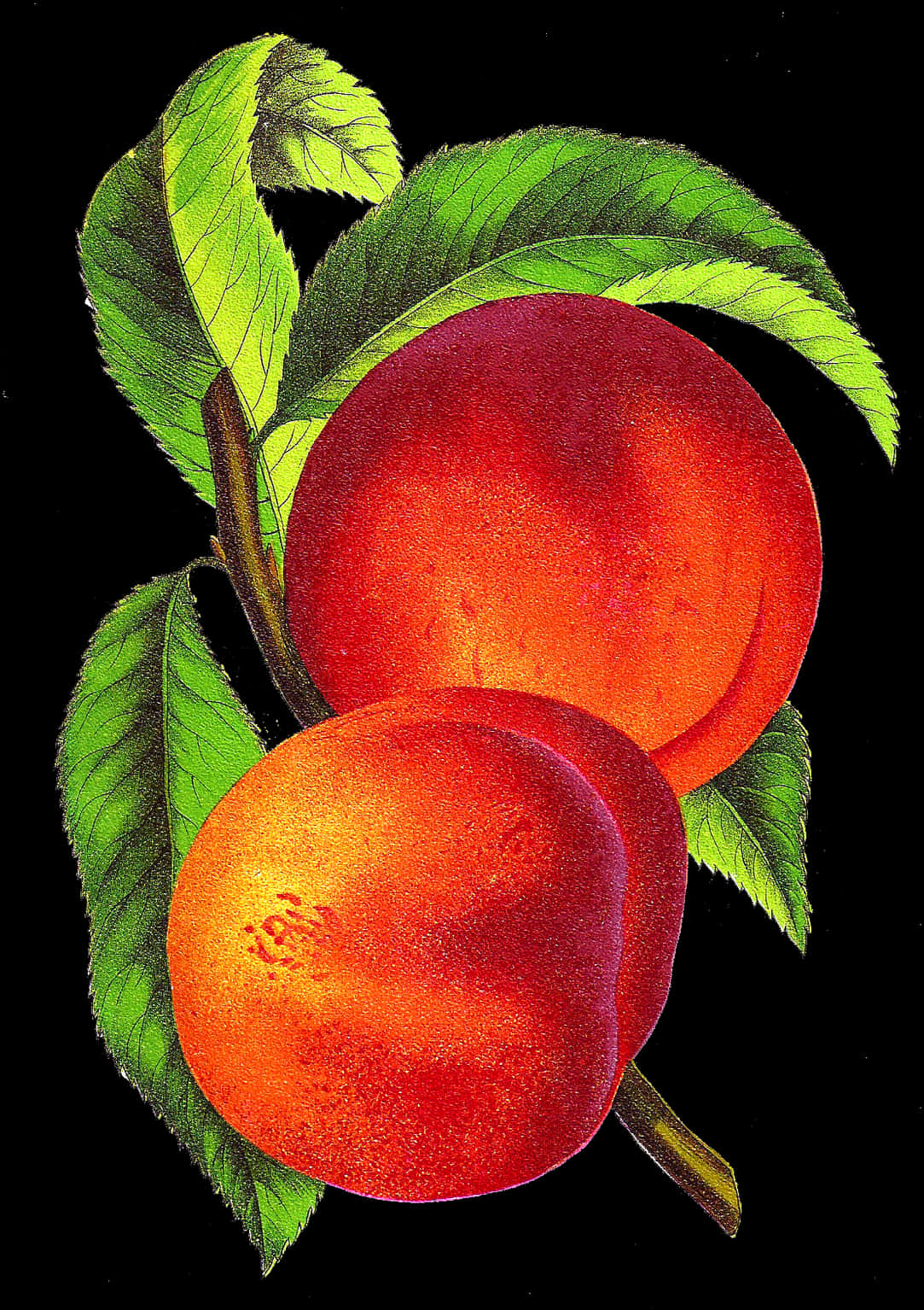 Vibrant Peaches Artwork