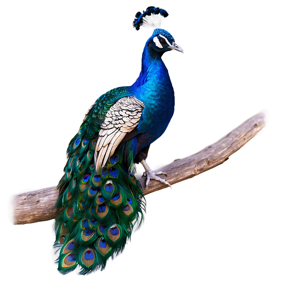 Vibrant Peacock Colors Png Uln54