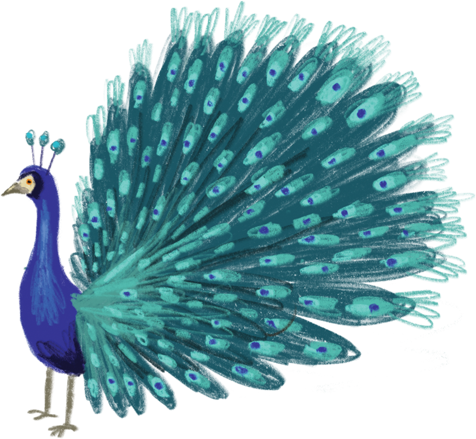 Vibrant Peacock Illustration