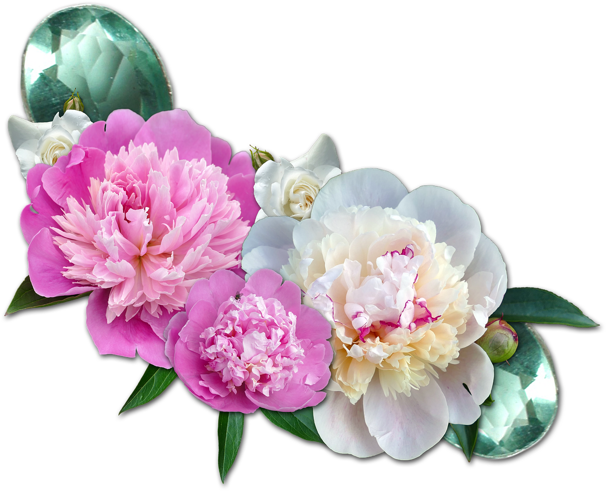 Vibrant_ Peony_ Blossoms_ Transparent_ Background.png