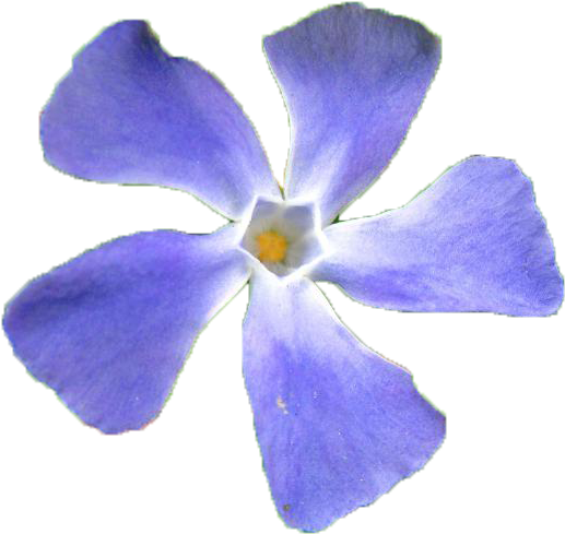 Vibrant Periwinkle Flower.png