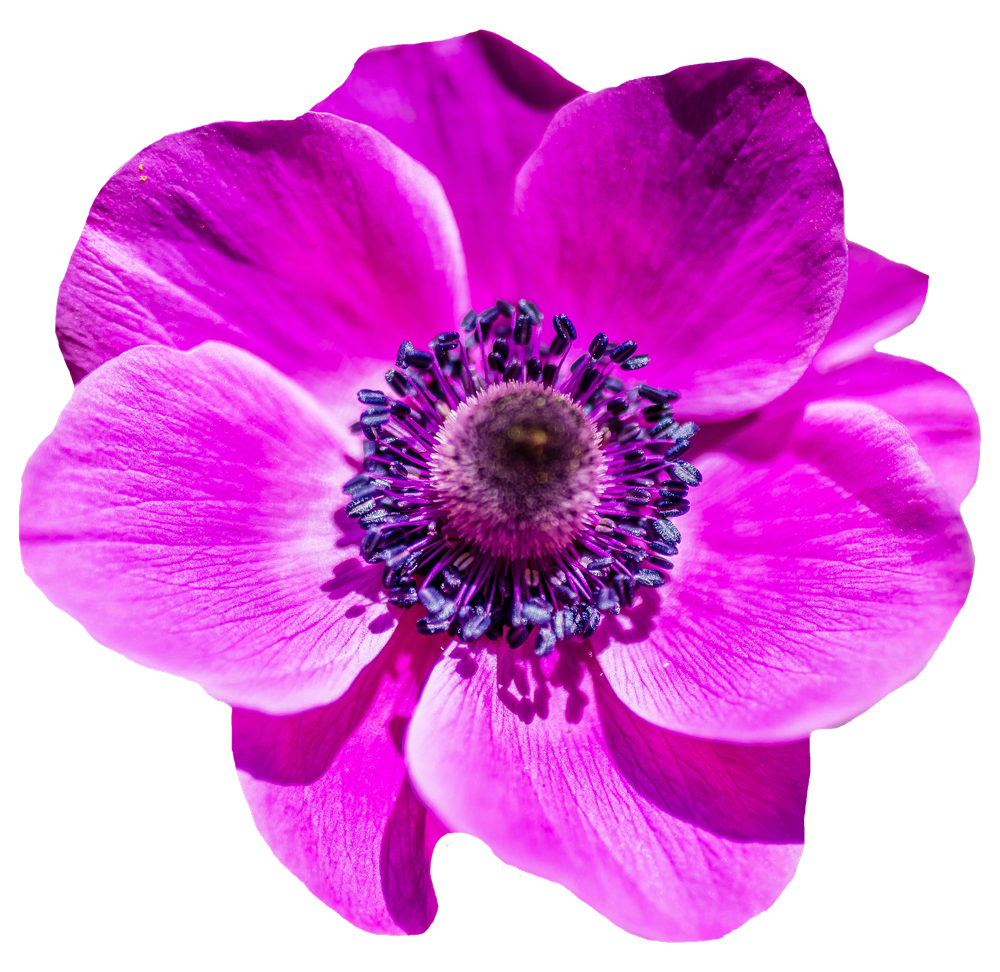 Vibrant Pink Anemone Flower.png