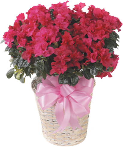 Vibrant Pink Azalea Basket