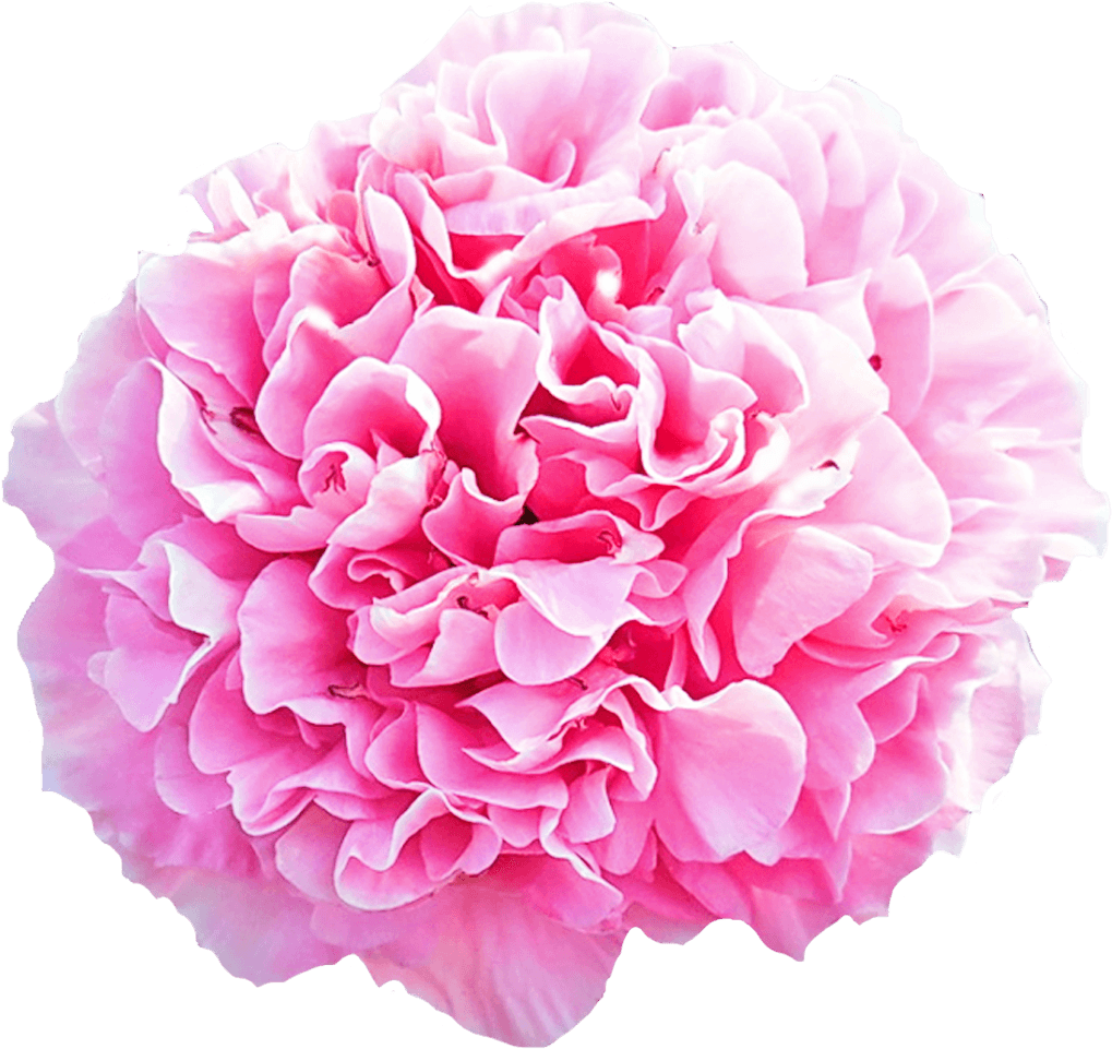 Vibrant Pink Carnation Flower.png