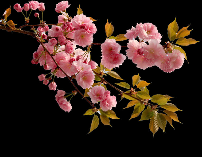 Vibrant Pink Cherry Blossoms Branch