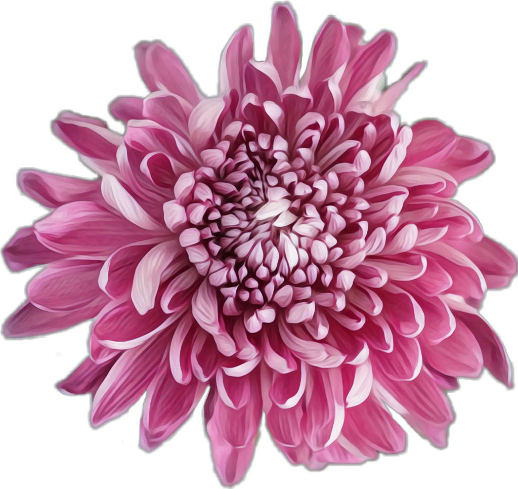 Vibrant Pink Chrysanthemum Flower