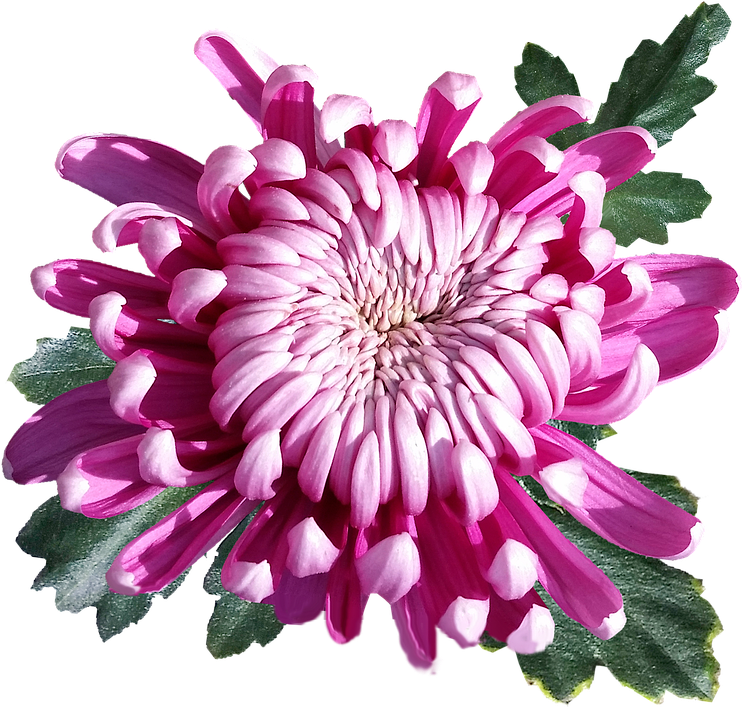 Vibrant Pink Chrysanthemum Flower.png