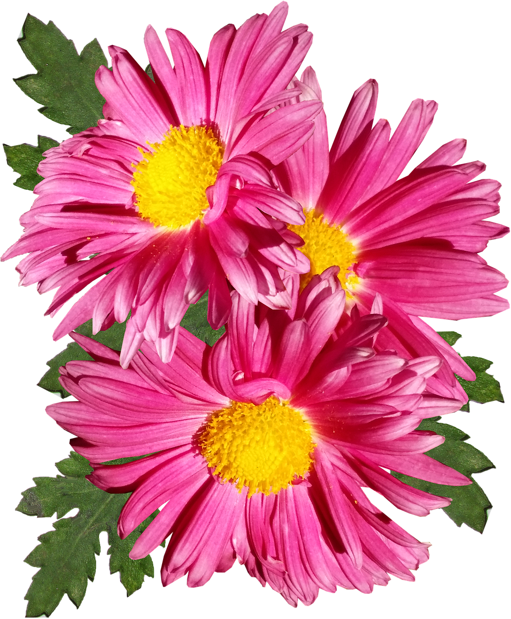 Vibrant Pink Chrysanthemums