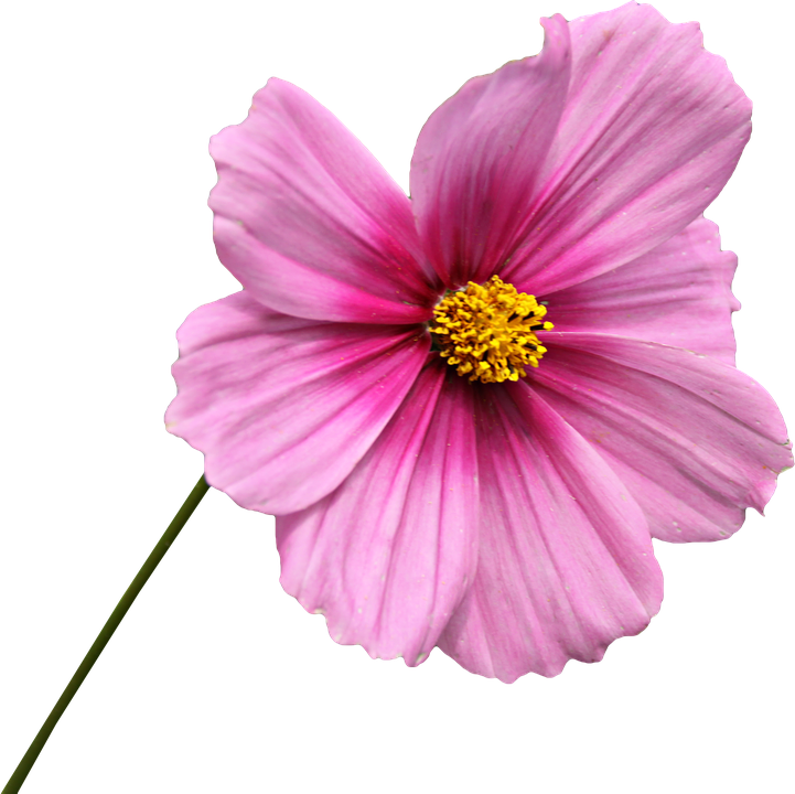 Vibrant Pink Cosmos Flower.png