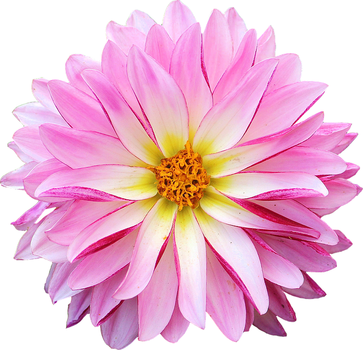 Vibrant Pink Dahlia Flower