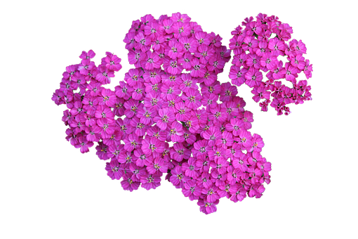 Vibrant Pink Flowers Black Background