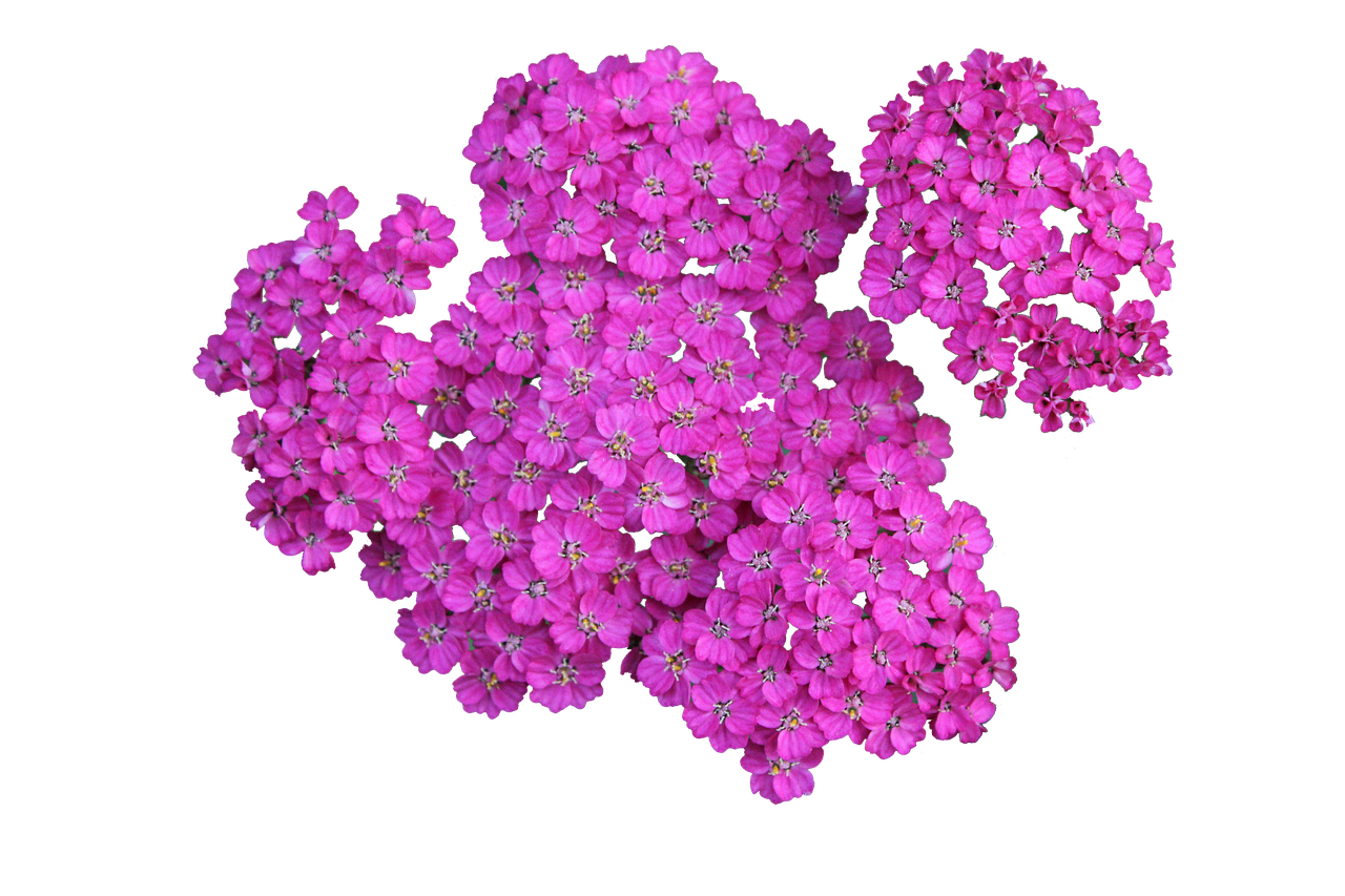 Vibrant Pink Flowers Black Background