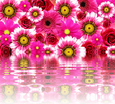 Vibrant Pink Flowers Reflection