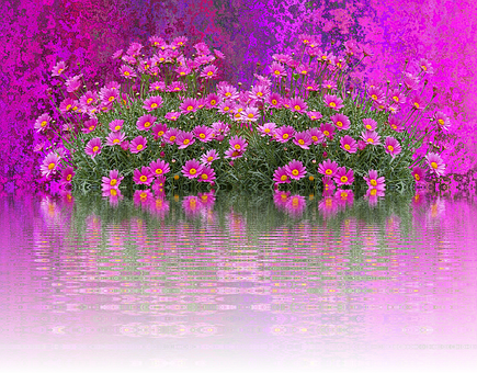 Vibrant Pink Flowers Water Reflection