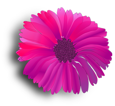 Vibrant Pink Gerbera Daisy Black Background