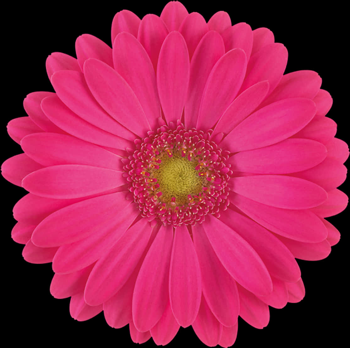 Vibrant Pink Gerbera Daisy Black Background