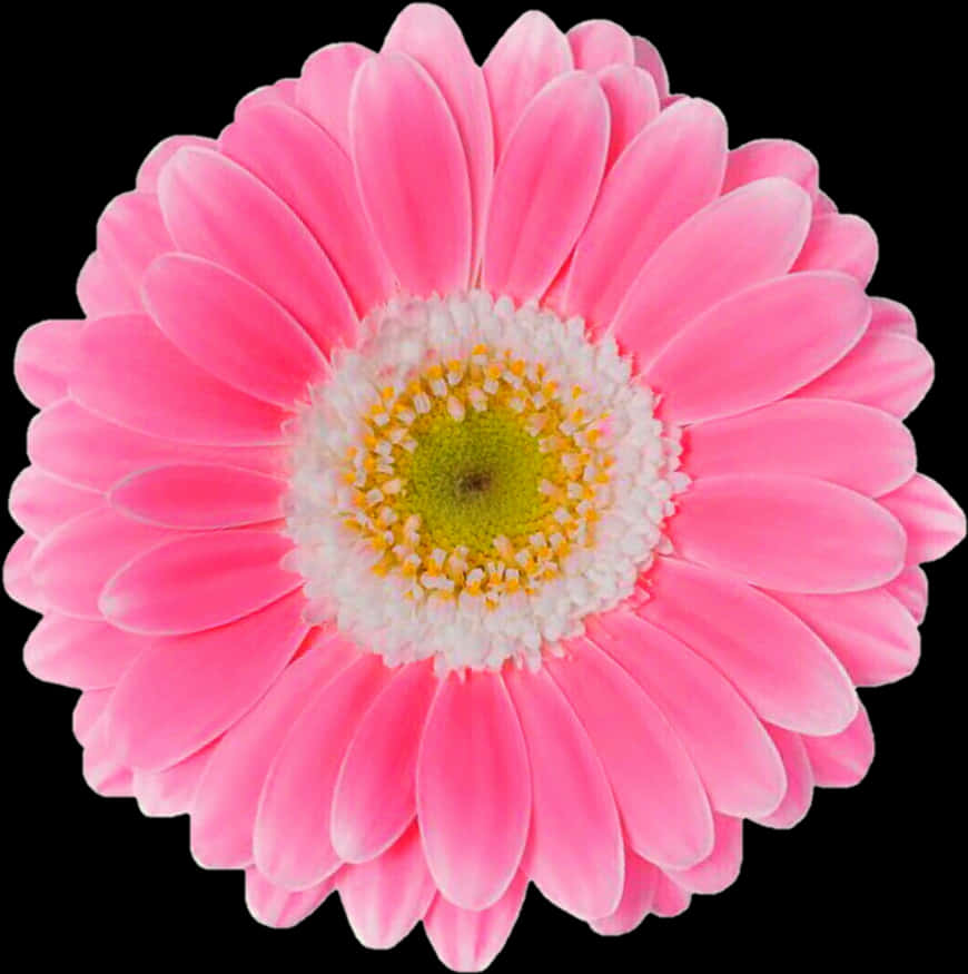 Vibrant Pink Gerbera Daisy Black Background