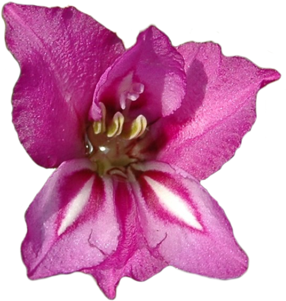 Vibrant Pink Gladiolus Flower