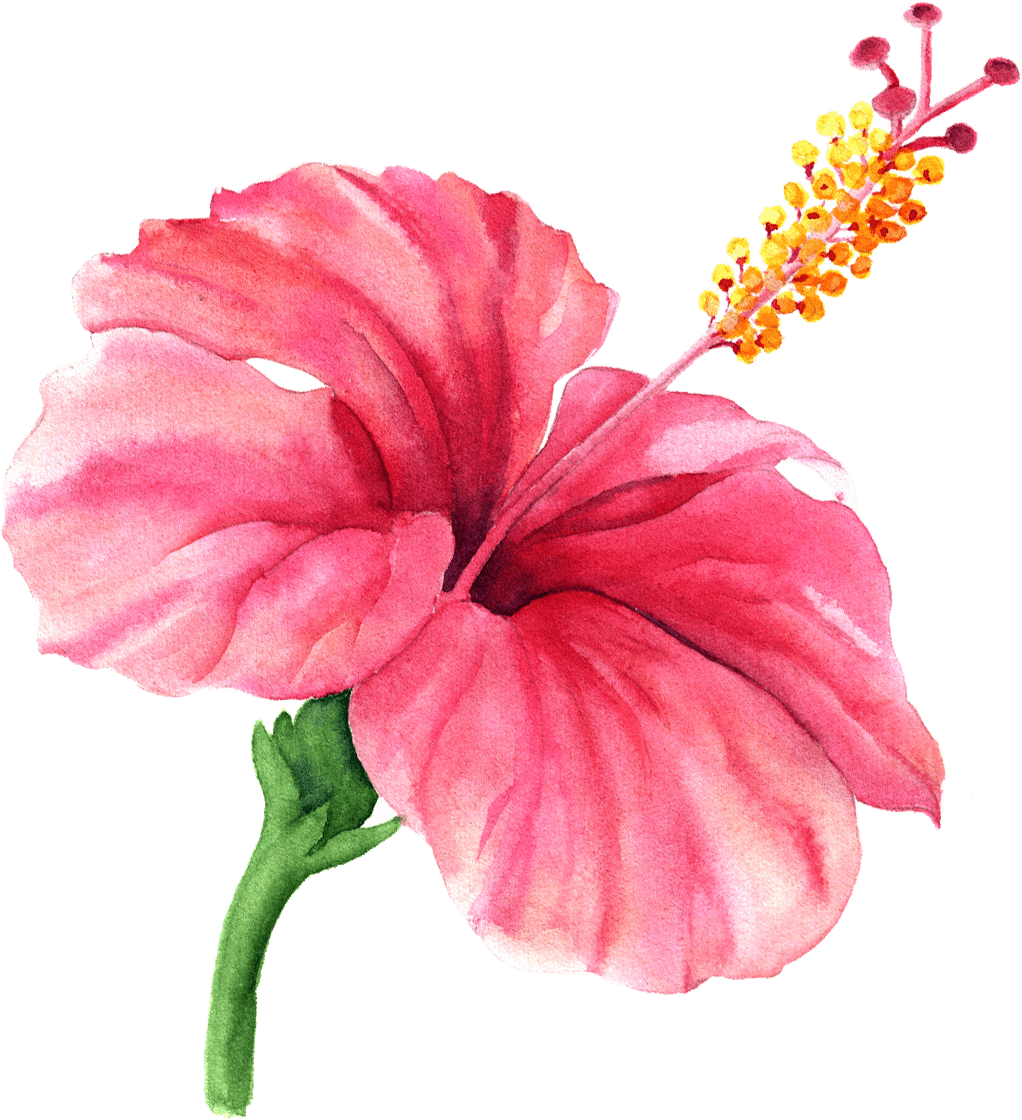 Vibrant Pink Hibiscus Watercolor