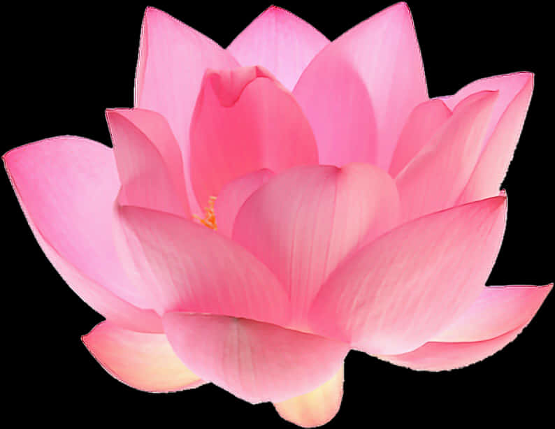 Vibrant_ Pink_ Lotus_ Flower_ Isolated