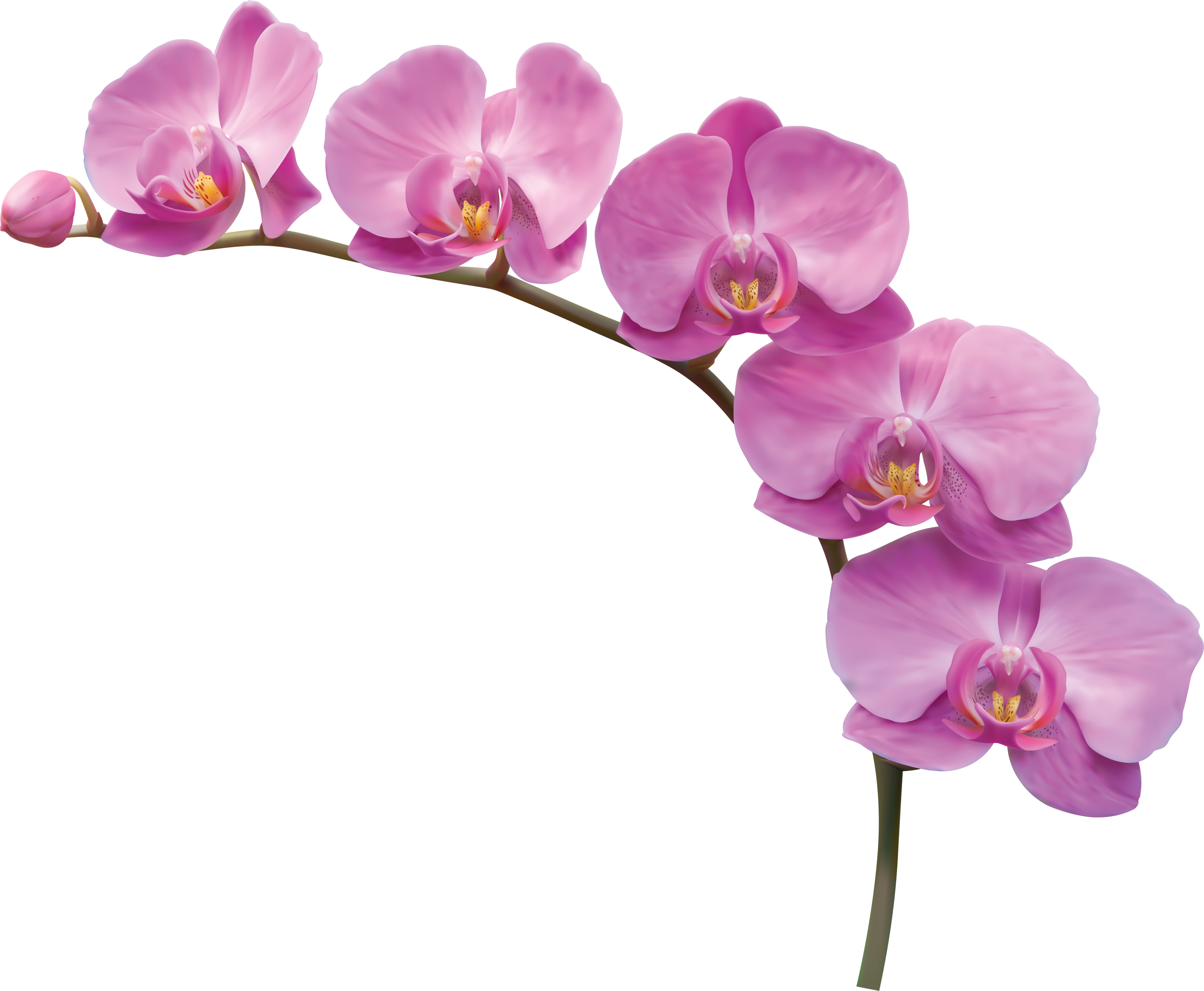 Vibrant Pink Orchid Bloom