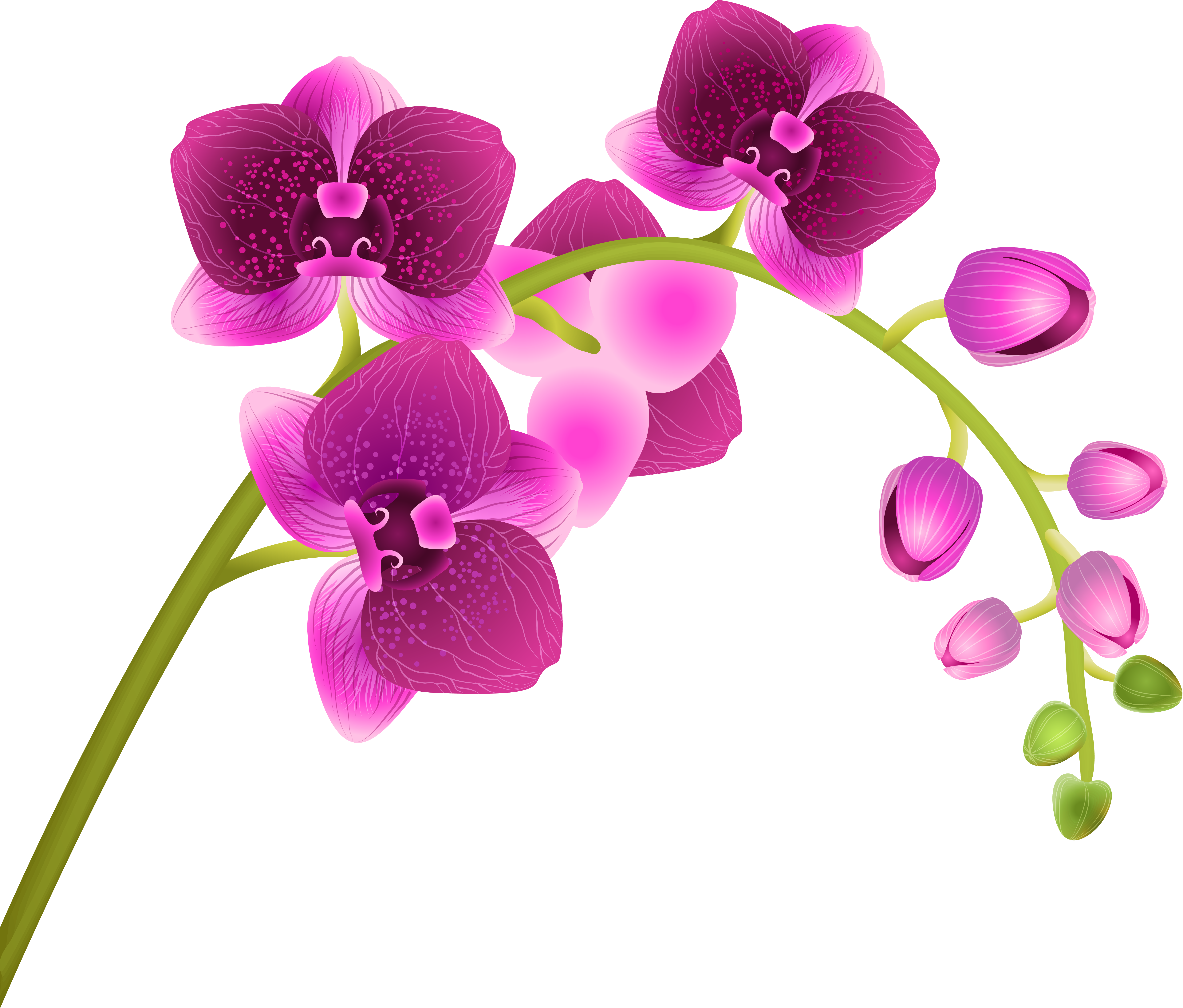 Vibrant Pink Orchid Blooms