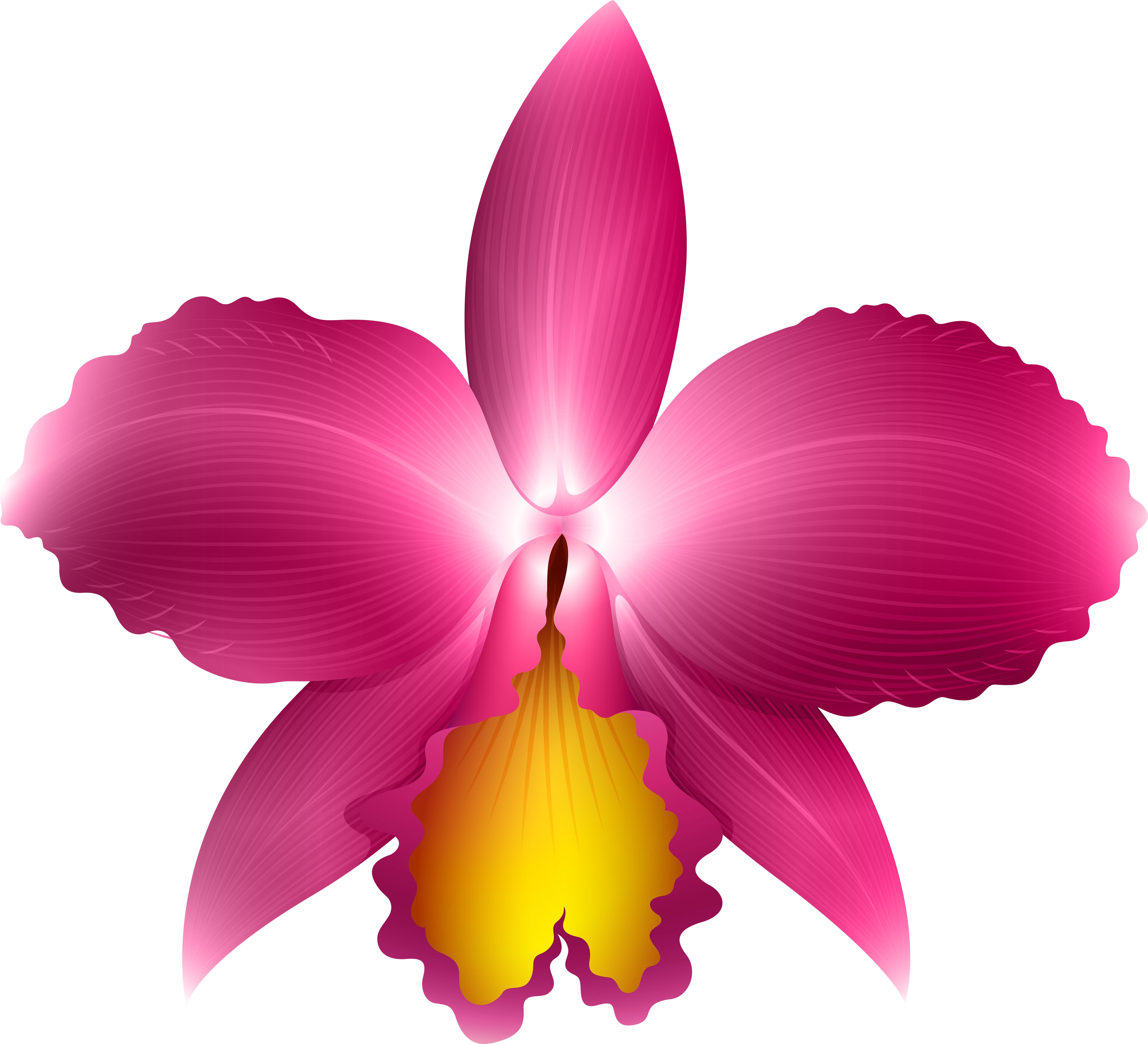 Vibrant Pink Orchid Illustration