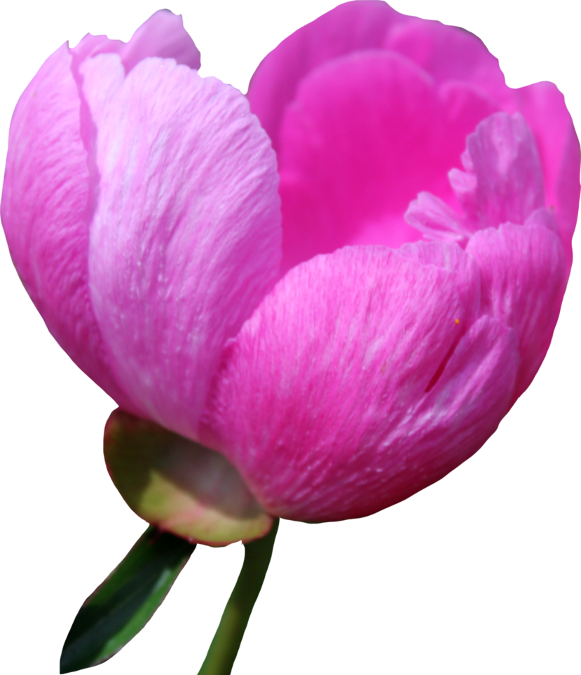 Vibrant Pink Peony Bloom