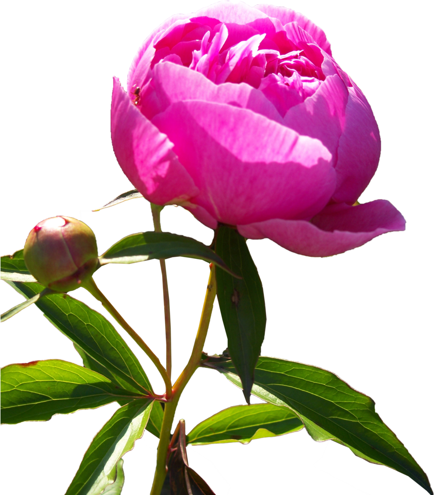 Vibrant Pink Peony Bloom