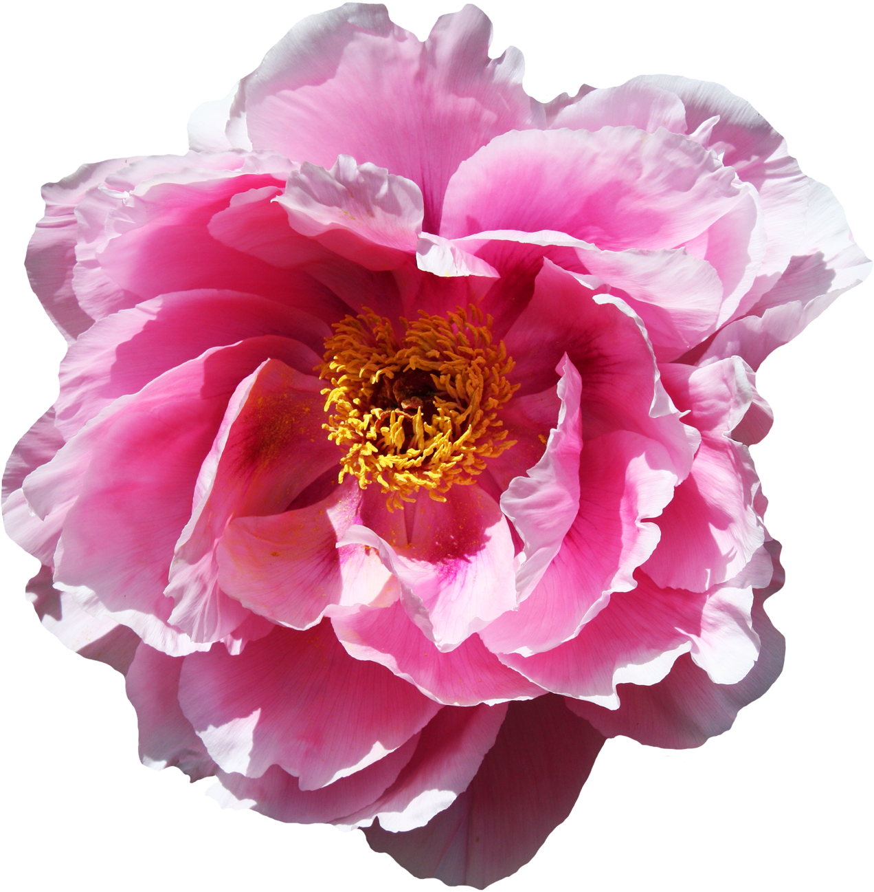 Vibrant Pink Peony Flower