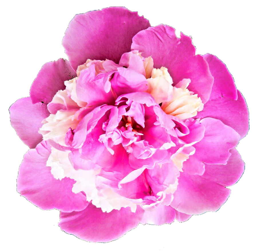 Vibrant Pink Peony Flower.png