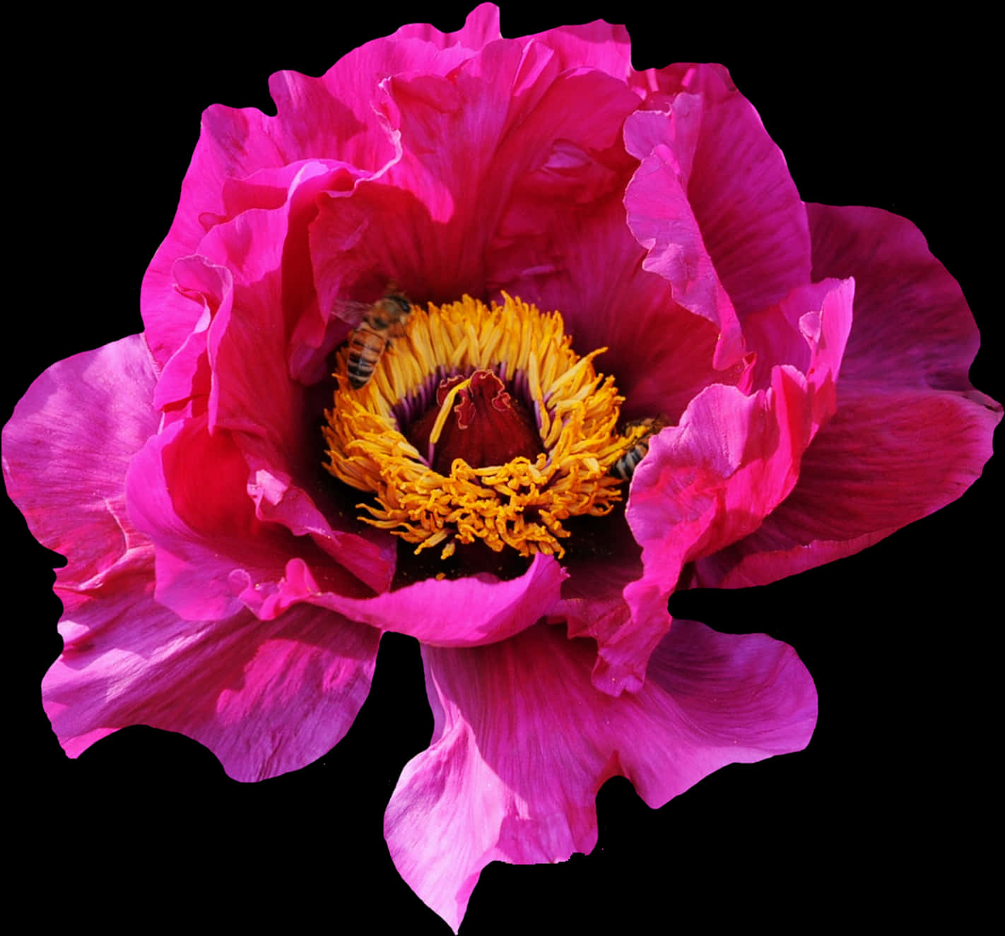 Vibrant_ Pink_ Peony_with_ Bee.jpg