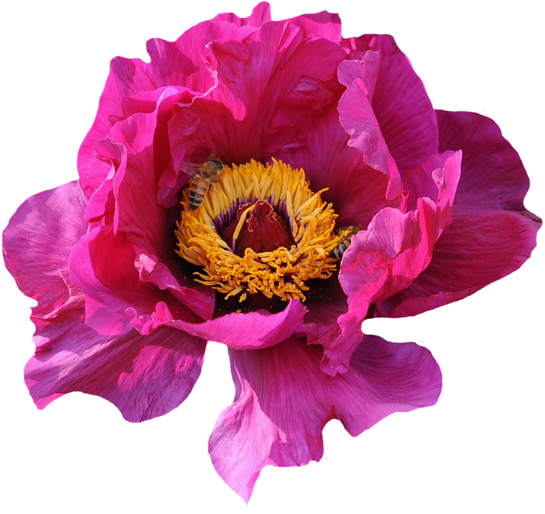 Vibrant Pink Peonywith Bee