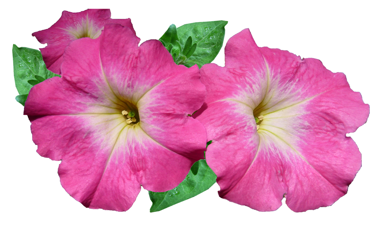 Vibrant Pink Petunias Black Background