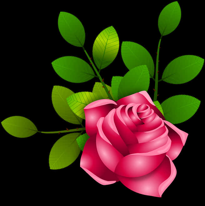 Vibrant Pink Rose Black Background