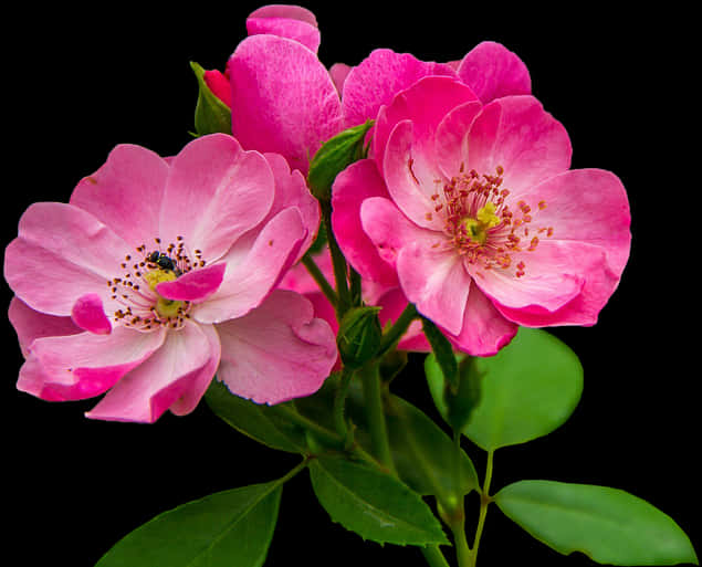 Vibrant Pink Rose Blooms