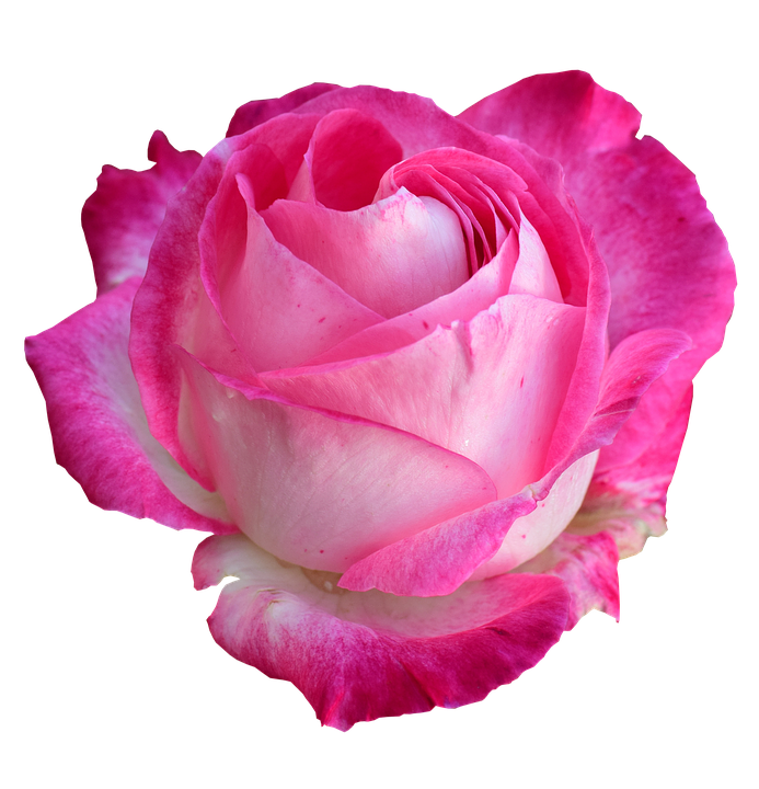 Vibrant Pink Rose Isolated.png