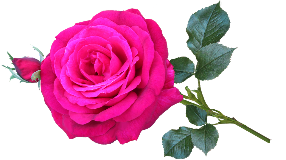 Vibrant Pink Rose Transparent Background.png