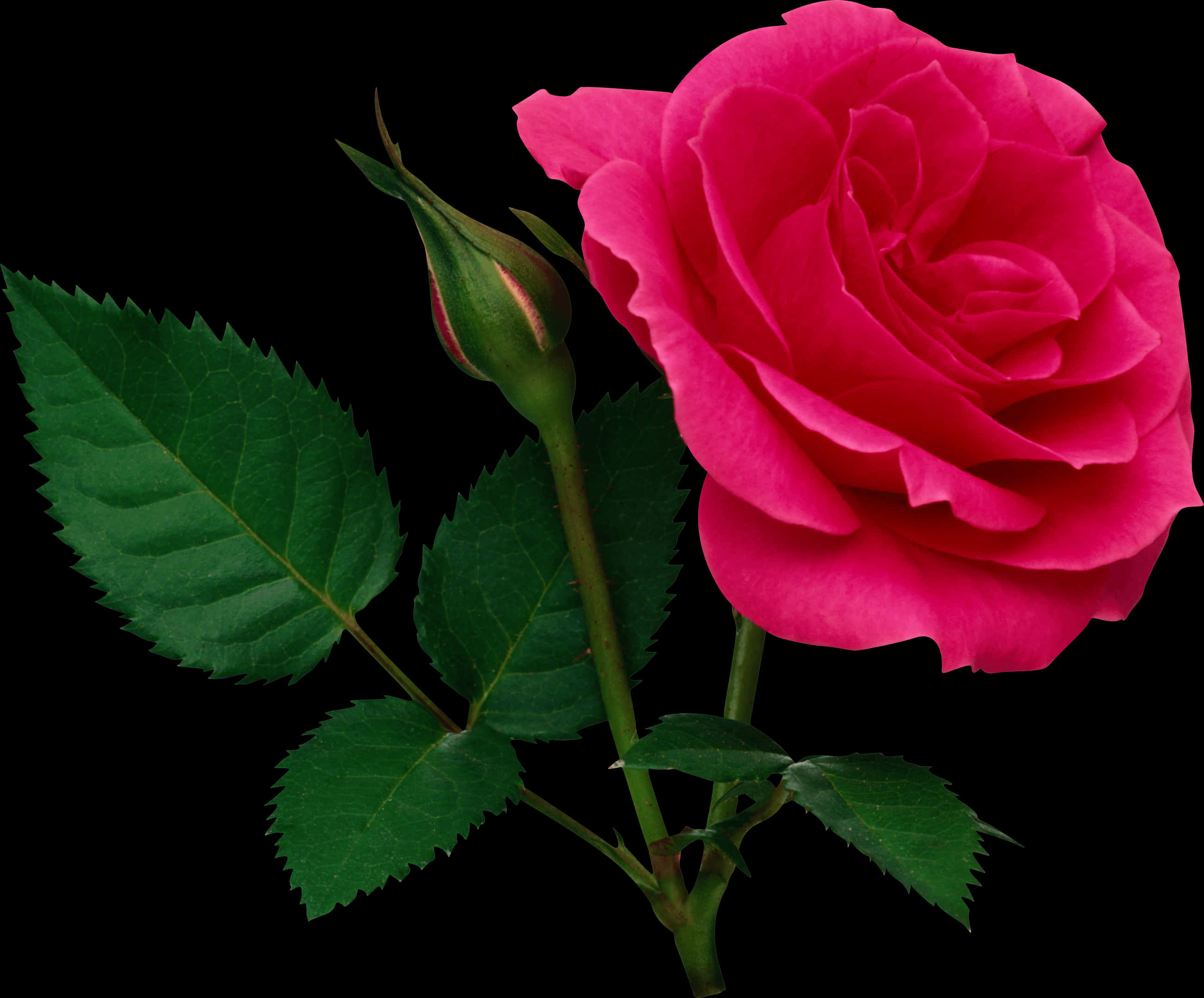 Vibrant Pink Roseon Black Background.jpg