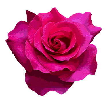 Vibrant Pink Roseon Black Background