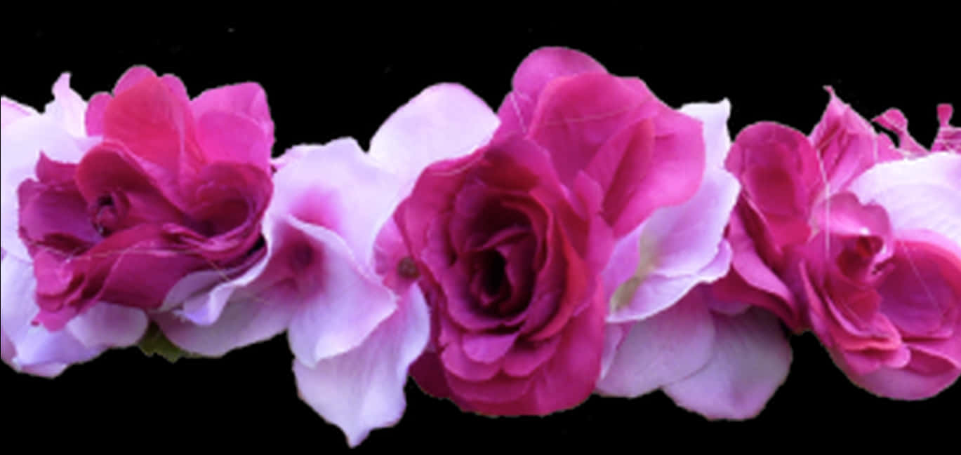 Vibrant Pink Roses Black Background